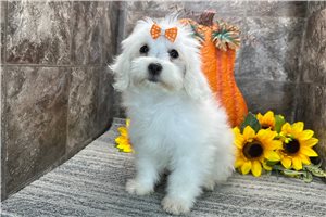 Meleah - Coton De Tulear for sale