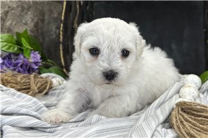 Sofia - puppy for sale