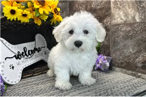 Sully - Coton De Tulear for sale