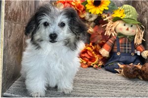 Tori - Coton De Tulear for sale