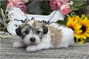 Henrietta - Coton De Tulear for sale