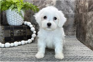 Meleah - Coton De Tulear for sale