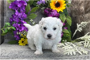 Teddy - Coton De Tulear for sale