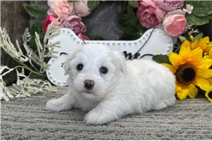 Hilary - Coton De Tulear for sale
