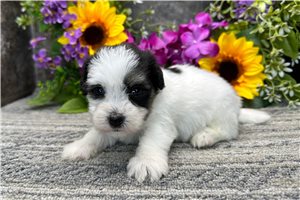 Moxie - Coton De Tulear for sale
