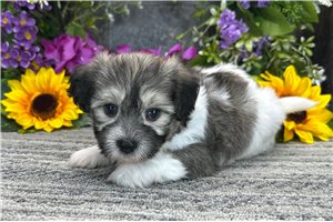 Wayne - Coton De Tulear for sale