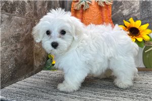 Tyra - Coton De Tulear for sale
