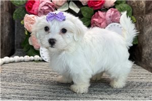 Tyra - Coton De Tulear for sale