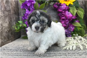 Tori - Coton De Tulear for sale