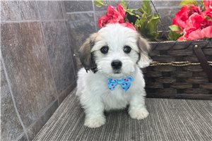 Perry - puppy for sale