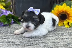 Rylee - Coton De Tulear for sale