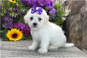 Sofia - Coton De Tulear for sale