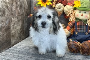 Tori - Coton De Tulear for sale