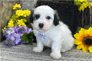 Nelson - puppy for sale