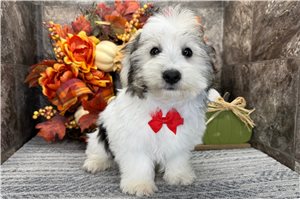 James - puppy for sale