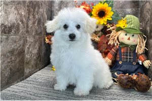Todd - puppy for sale
