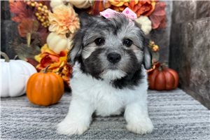 Josephine - puppy for sale