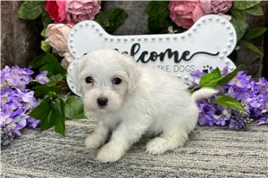 Meleah - Coton De Tulear for sale