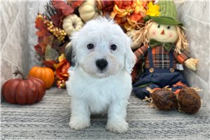 Noland - Coton De Tulear for sale