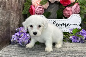 Manny - Coton De Tulear for sale
