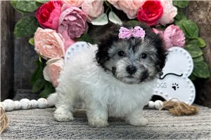 Tori - Coton De Tulear for sale