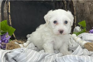 Sydney - puppy for sale