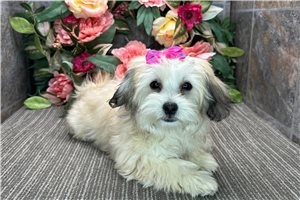 Petunia - puppy for sale