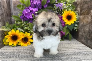 Wren - Coton De Tulear for sale