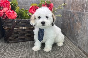 Pembroke - puppy for sale