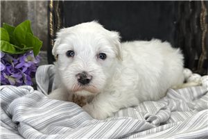 Sully - puppy for sale