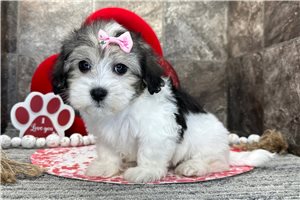 Hope - Coton De Tulear for sale