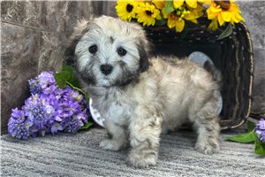 Serena - Coton De Tulear for sale