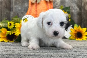 Nala - Coton De Tulear for sale