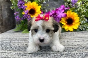 Misty - Coton De Tulear for sale