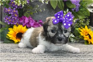Wren - Coton De Tulear for sale