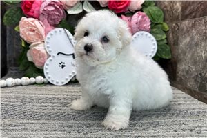 Todd - Coton De Tulear for sale