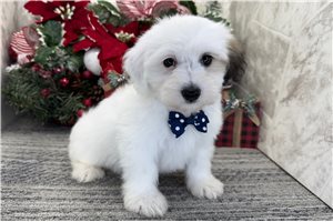 Caleb - Coton De Tulear for sale