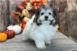 Tori - Coton De Tulear for sale