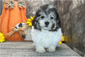 Tori - Coton De Tulear for sale