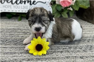 Noor - puppy for sale