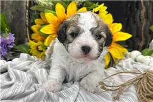 Weldon - Coton De Tulear for sale