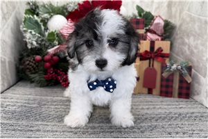 Quin - Coton De Tulear for sale