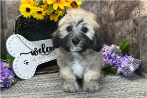 Sylvia - Coton De Tulear for sale