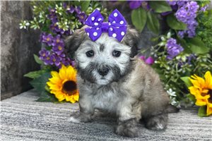 Serena - Coton De Tulear for sale