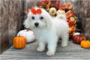 Meleah - Coton De Tulear for sale