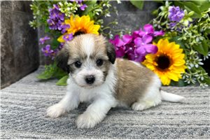 Moose - Coton De Tulear for sale
