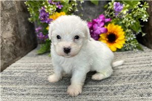 Mink - Coton De Tulear for sale