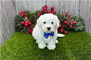 Benjamin - puppy for sale