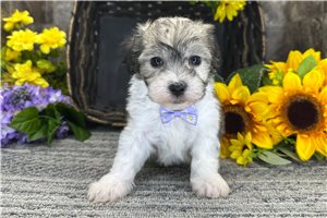 Noor - Coton De Tulear for sale
