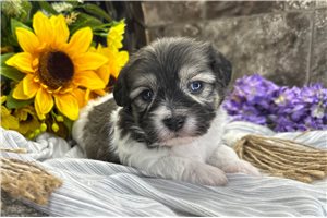 Wayne - puppy for sale
